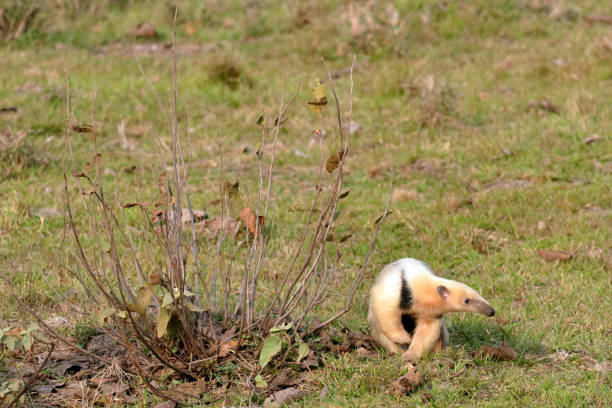 南部のアリクイ - southern tamandua ストックフォトと画像