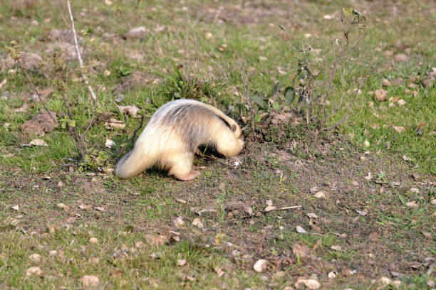 fourmilier sud - southern tamandua photos et images de collection