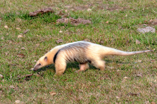 fourmilier sud - southern tamandua photos et images de collection