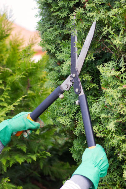 istock Cutting the hedge with garden shears. 1045872480