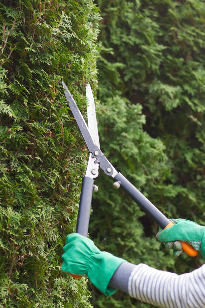 istock Cutting the hedge with garden shears. 1045872484