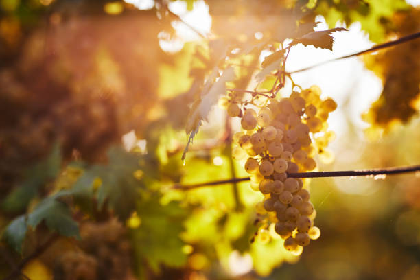 istock A bunch of yellow grapes on a vineyard 1045872602