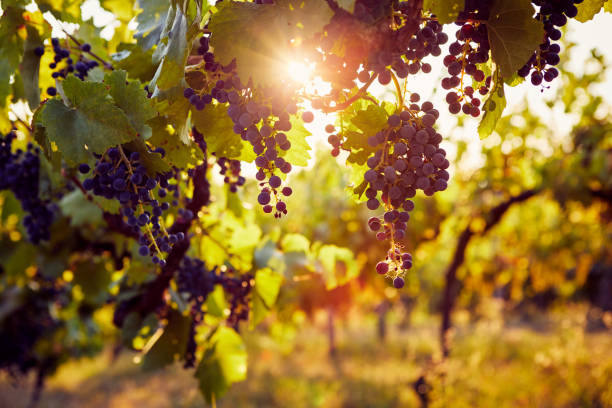 istock The sun shines through a vineyard 1045872656