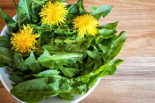 Dandelion leaves for salad pissenlit, natural fresh spring healthy food background