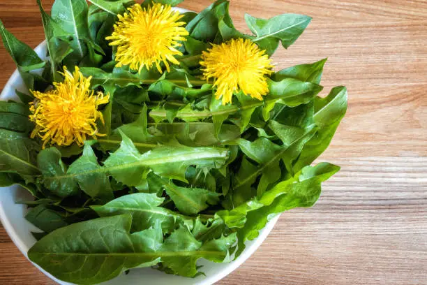 Photo of Dandelion leaves for salad pissenlit, healthy food background