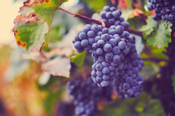 istock A bunch of blue grapes on vineyard in autumn 1045872694