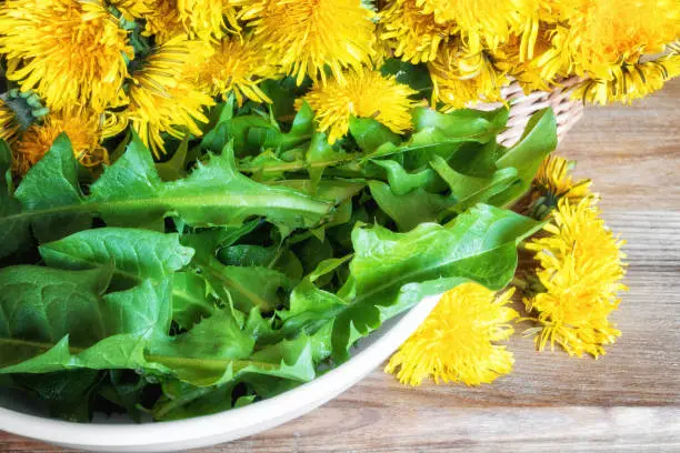 Photo of Dandelion leaves for salad pissenlit, healthy food background