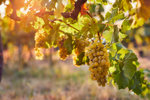 Vineyard at sunrise, yellow grapes on grapevine in autumn day
