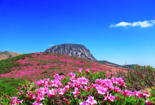 It is a azalea-like scenery on Mt. Halla in Jeju.