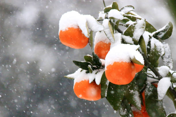 istock citrus, snow, wood, 1045876612