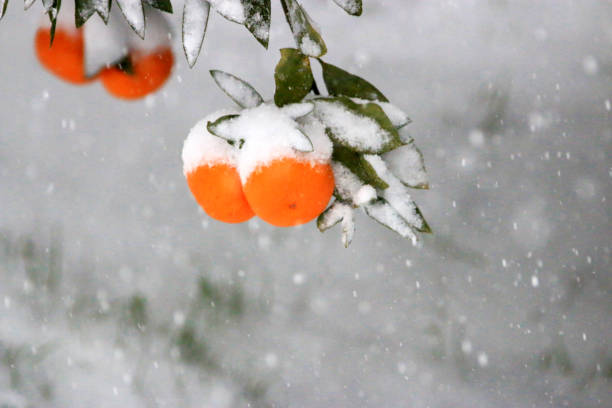 istock citrus, snow, wood, 1045876626