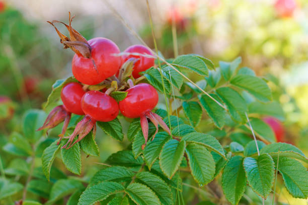 istock ripe red rose hips, rosehips medicinal 1045887394