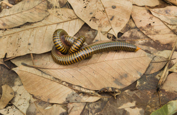 istock millipede sexual on brown leaf on earth. 1045887398