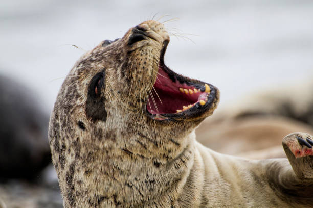 istock Common Seal on the beach of Dune - Helgoland - Germany 1045887550