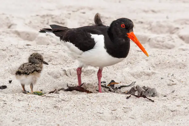 Eurasian oystercatcher (Haematopus ostralegus) with chick on the beach of Dune/ Helgoland - Germany