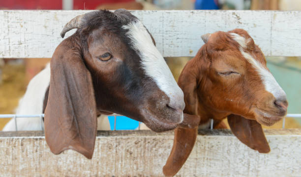 istock Two goat in the stall. 1045887758