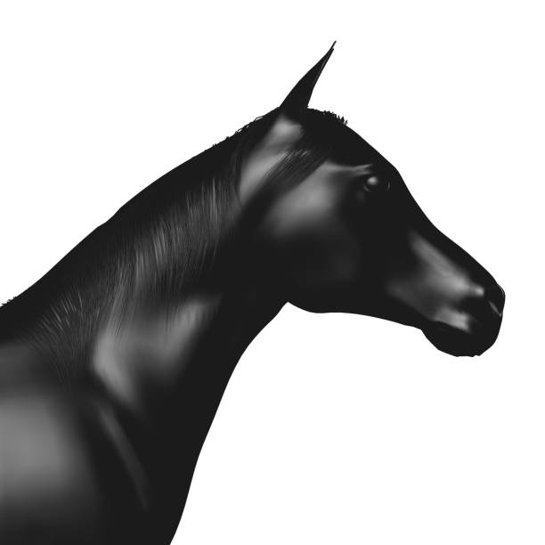istock Horse head profile in black 1045891464