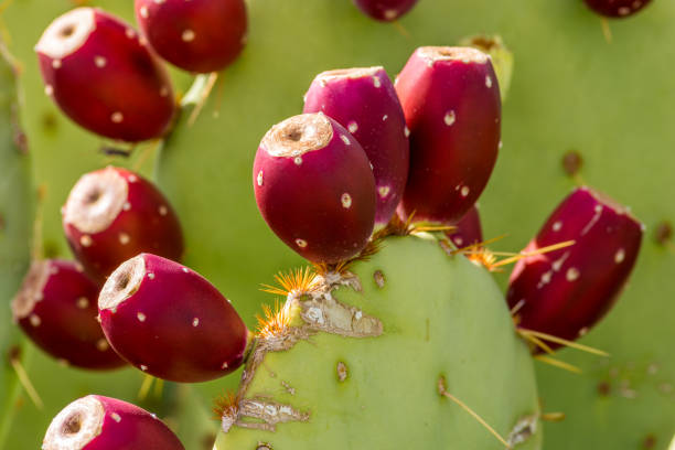 prickly pear cactus obst - prepared tuna stock-fotos und bilder