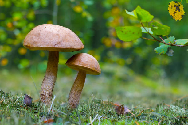 istock two brown cap boletus grow 1045894048