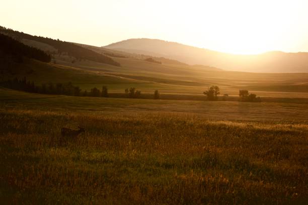 Young Buck Grazing in Field at Sunset