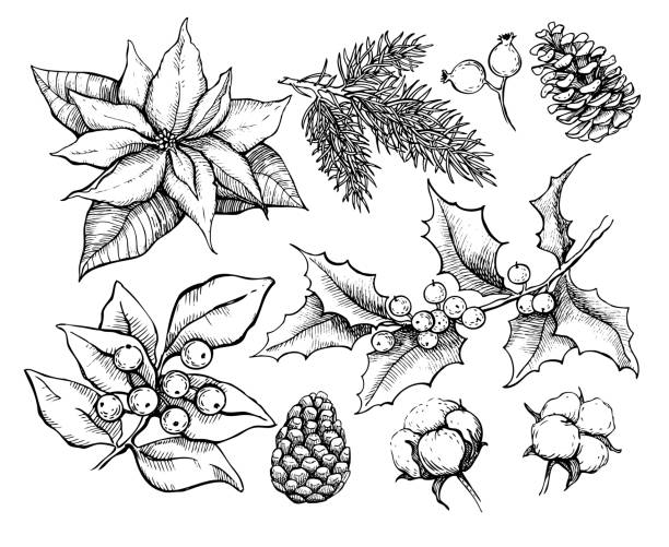 Christmas traditional plans. Vector drawing  illustration of holly, mistletoe, poinsettia, pine cone, Christmas traditional plans. Vector drawing  illustration of holly, mistletoe, poinsettia, pine cone, cotton, fir tree . Engraved xmas decoration element. Great for greeting and invitation card, holiday banner christmas drawings stock illustrations