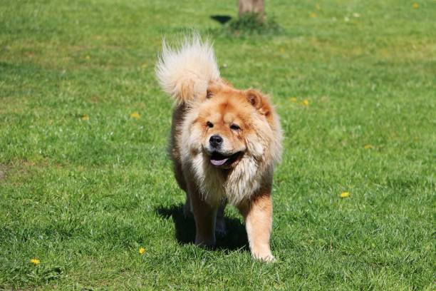 istock walking chow chow in the park 1045900798