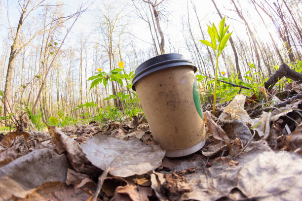coffee cup in the forest on the ground