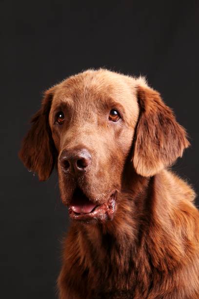 istock flat coated retriever head portrait 1045906976
