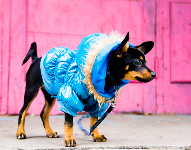 istock The terrier walks in a warm jacket 1045913786