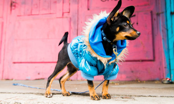 istock The terrier walks in a warm jacket 1045914040