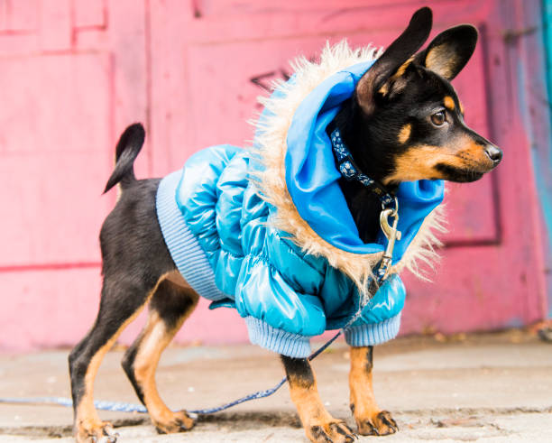 istock The little sleek-haired dog walks in a warm jacket 1045916736