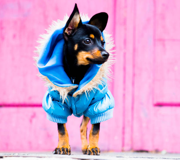 istock The little sleek-haired dog walks in a warm jacket 1045916846