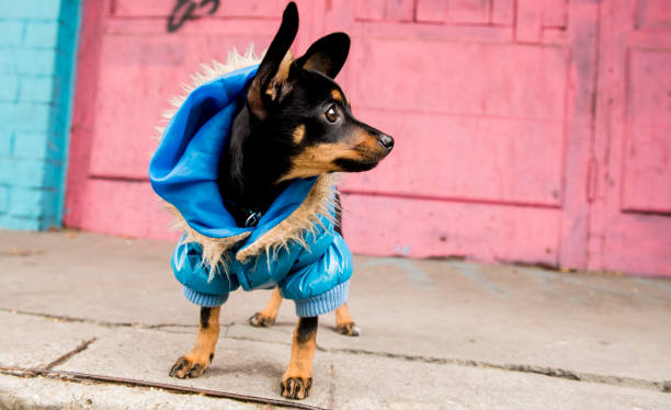 istock The little sleek-haired dog walks in a warm jacket 1045916916