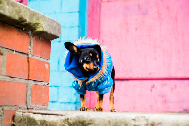 istock The little sleek-haired dog walks in a warm jacket 1045917092