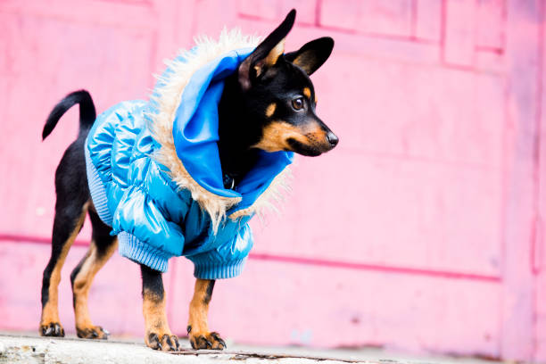 istock The little  dog walks in a warm jacket 1045917524