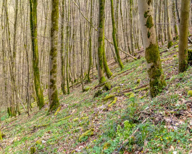 hillside forest scenery at spring time in Southern Germany