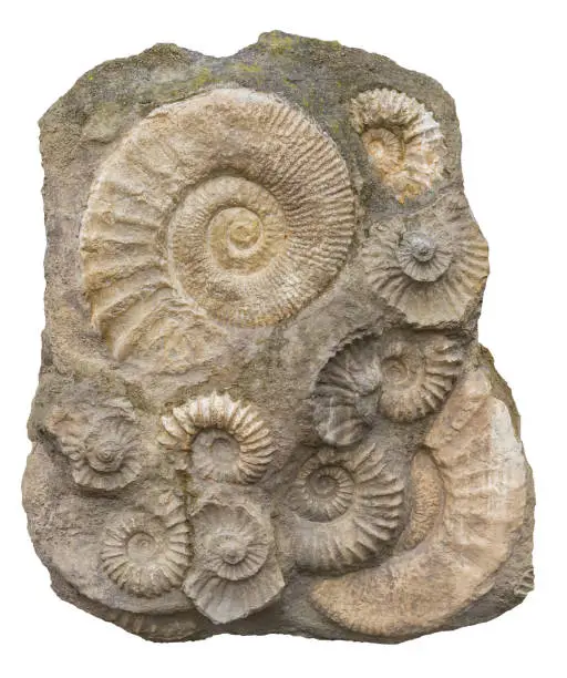 isolated rock formation including lots of ammonite fossils