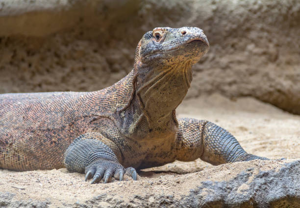 istock Komodo dragon in desert ambiance 1045929444