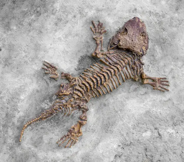 fossil closeup of a reptile-like animal named Seymouria seen from above