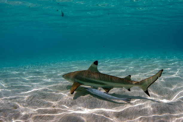 istock snorkeling with sharks in blue ocean of polynesia 1045933700