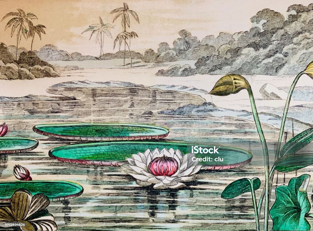 Water lily victoria regia Illustration from 19th century Archival stock illustration