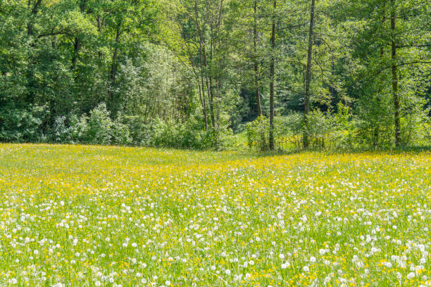 istock sunny edge of a wood 1045935182
