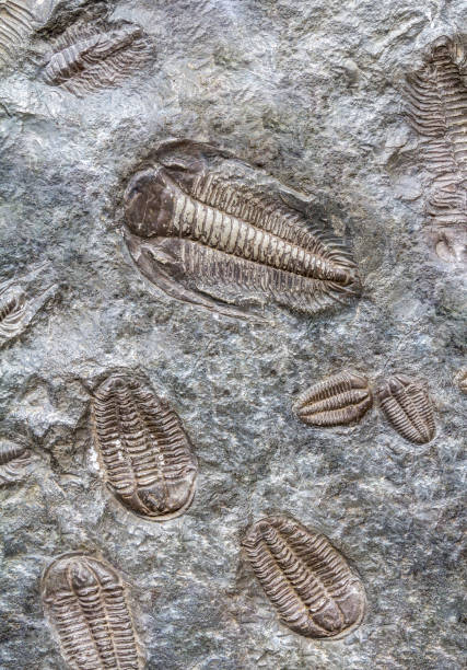 istock trilobite fossils closeup 1045938168