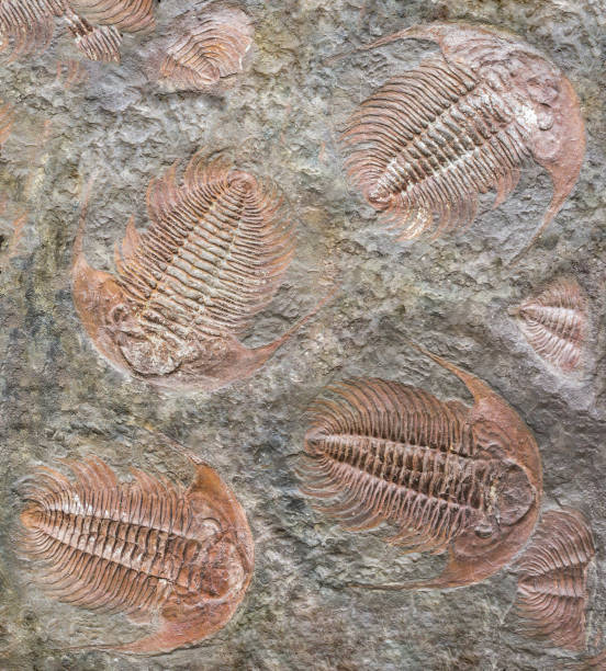 Large Moroccan fossil trilobites