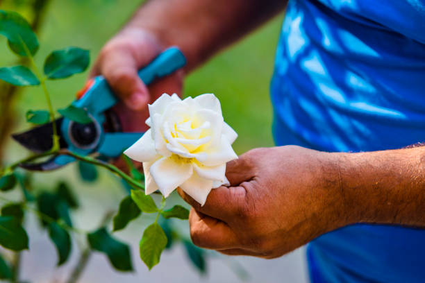 istock Man in Garden Pruning the Flowers 1045942550