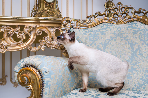 Jenis Kucing Langka Yang Indah Mekongsky Bobtail Kucing Peliharaan