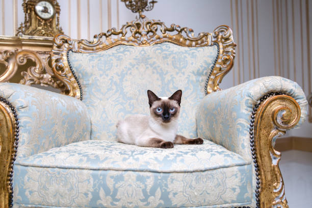 belle race rare de chat mekongsky bobtail femelle animal chat sans queue trouve à l’intérieur de l’architecture européenne - fauteuil baroque photos et images de collection