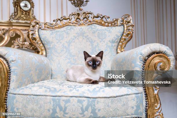 Beautiful Rare Breed Of Cat Mekongsky Bobtail Female Pet Cat Without Tail Sits Interior Of European Architecture Stock Photo - Download Image Now