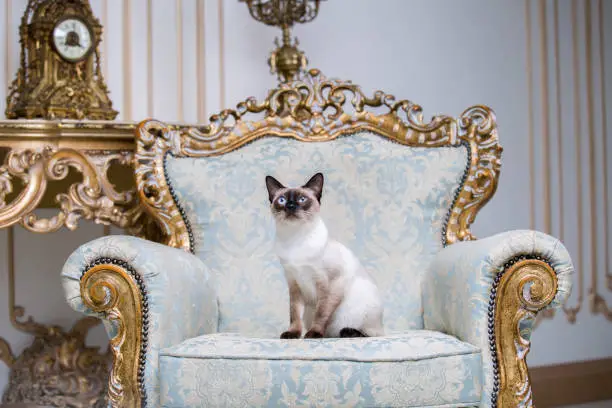 Photo of Beautiful rare breed of cat Mekongsky Bobtail female pet cat without tail sits interior of European architecture on retro vintage chic royal armchair 18th century Versailles palace. Baroque furniture