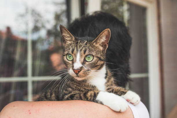 istock Domestic cat in owners arms 1045947634